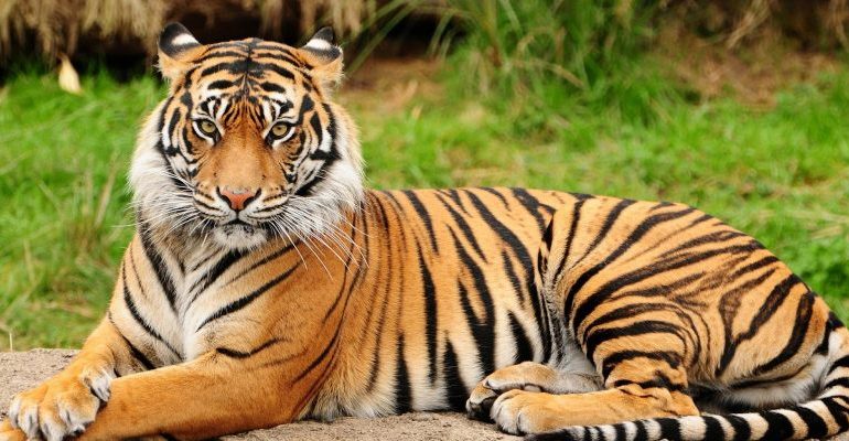 10 Fakta Unik Harimau yang Menakjubkan