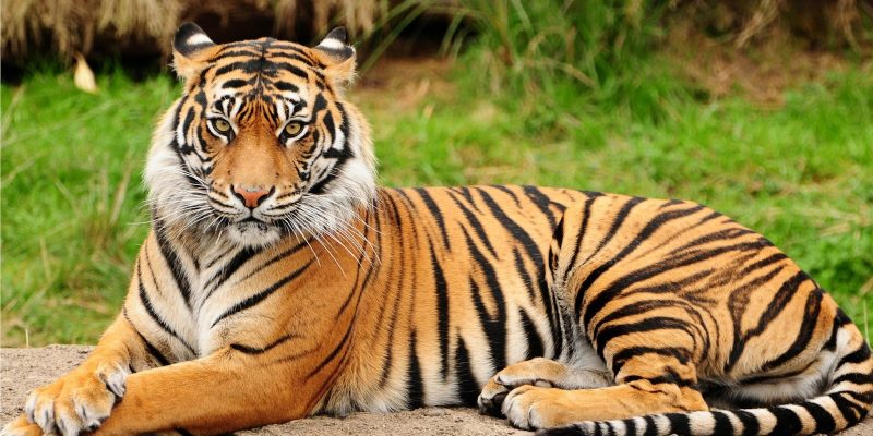 10 Fakta Unik Harimau yang Menakjubkan