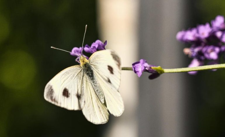 Kupu-Kupu Mengecap dengan Kaki