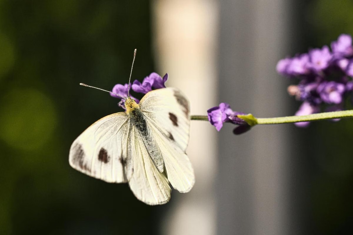 Kupu-Kupu Mengecap dengan Kaki