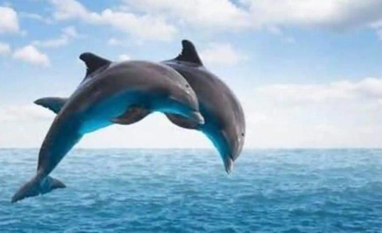Lumba-lumba Punya Nama Sendiri Fakta Komunikasi Mereka