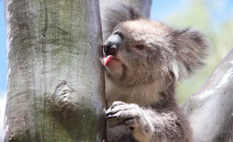 Koala Tidur 20 Jam Sehari Hewan Paling Malas Menggemaskan!