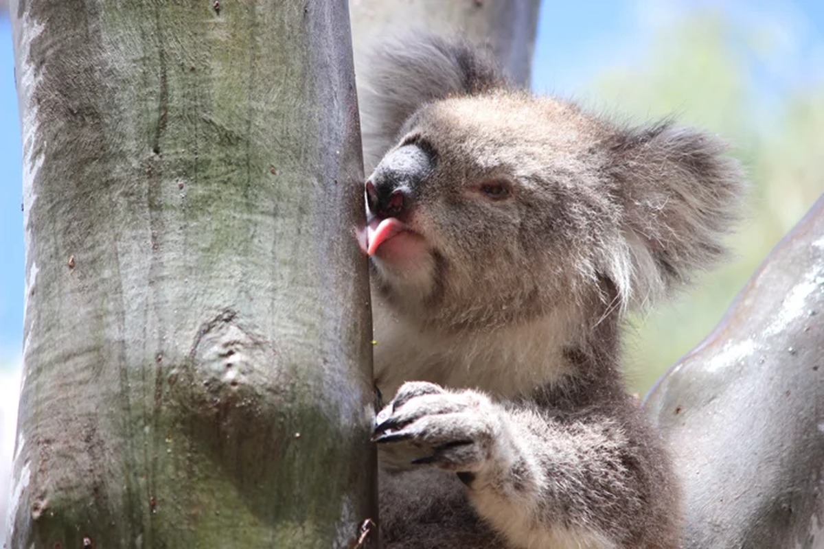Koala Tidur 20 Jam Sehari Hewan Paling Malas Menggemaskan!