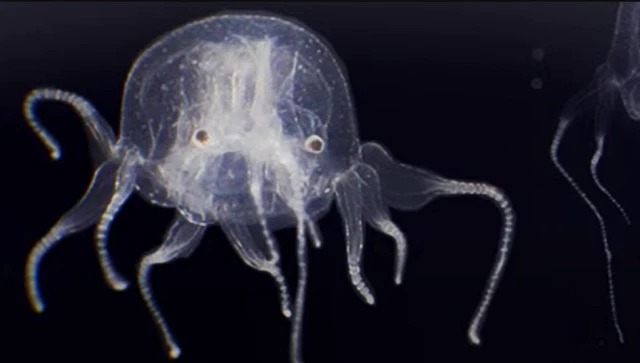 Ubur-ubur Tidak Punya Otak Makhluk Laut Misterius dan Tangguh