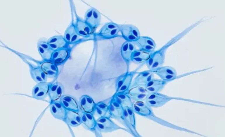 Ada Hewan yang Bisa Hidup Tanpa Oksigen