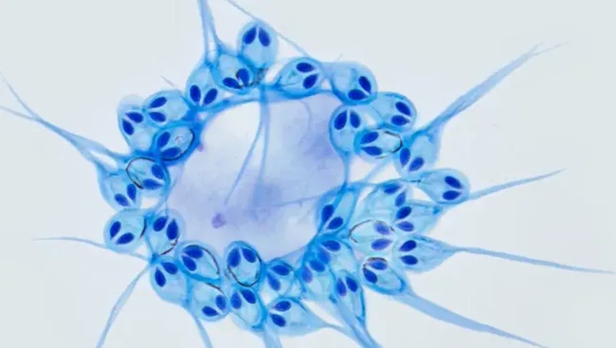 Ada Hewan yang Bisa Hidup Tanpa Oksigen