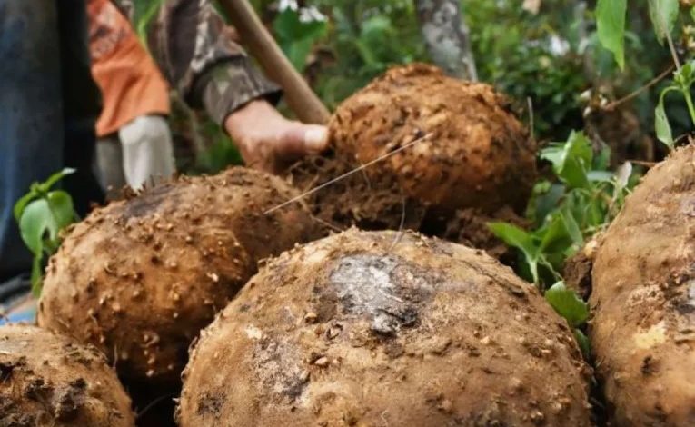 Kentang Dari Tanaman yang Dianggap Beracun
