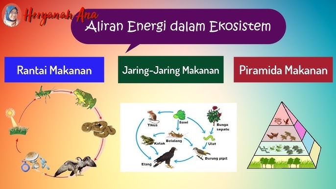 Energi dalam Ekosistem Aliran Kehidupan Tak Pernah Berhenti