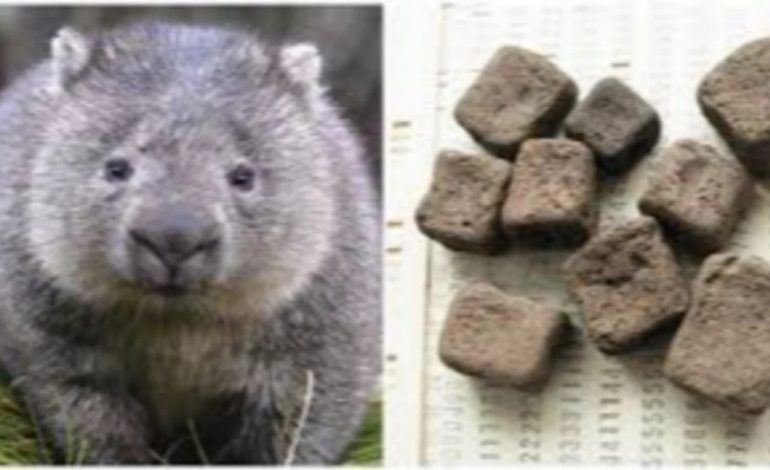 Wombat Menghasilkan Kotoran Berbentuk Kubus