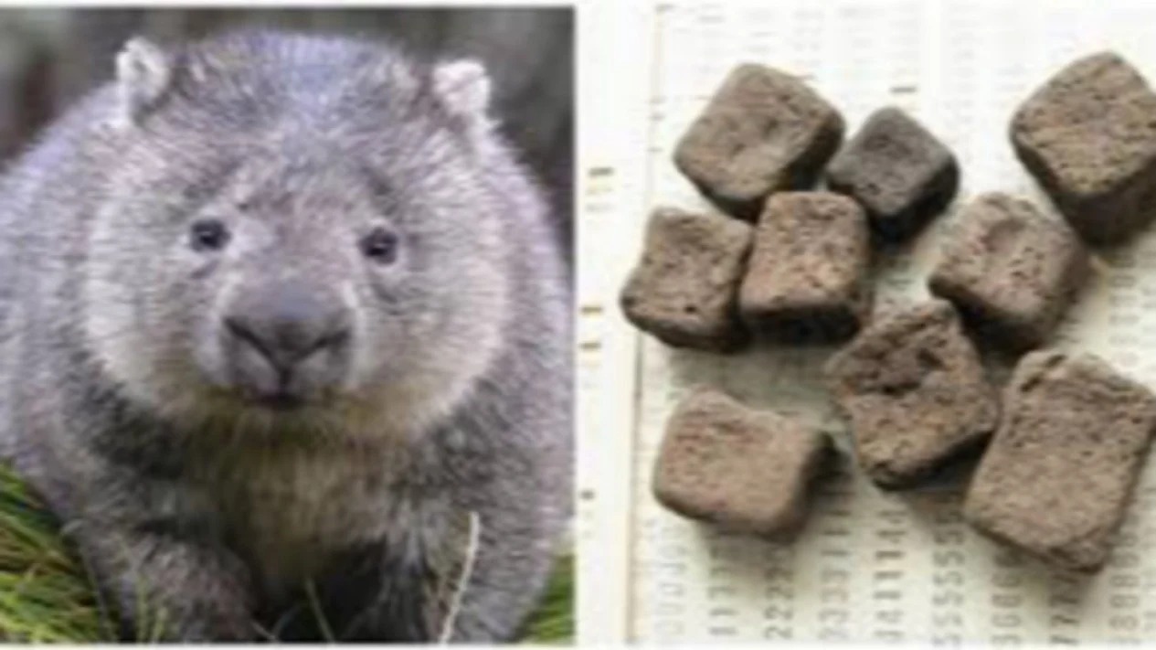 Wombat Menghasilkan Kotoran Berbentuk Kubus