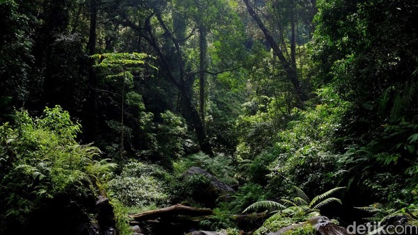 Hutan Hujan Menghasilkan Sebagian Besar Oksigen Darat?